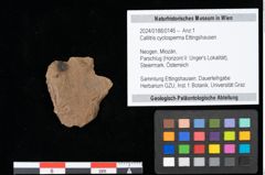 Foto (Objekt + Etikett) von Callitris cyclosperma Ettingshausen (NHMW-GEO-2024-0188-0146)